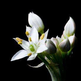 Gros plan de l'ail et à la ciboulette fleur ( Allium tuberosum ) sur Jan van Kemenade