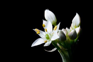 Close up van knoflook-bieslook bloem (Allium tuberosum)