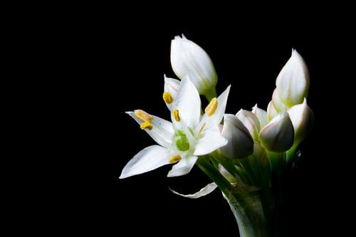 Close up of garlic-chive flower (Allium tuberosum)
