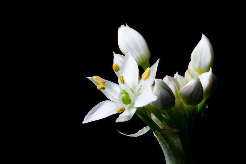 Close up van knoflook-bieslook bloem (Allium tuberosum) van Jan van Kemenade