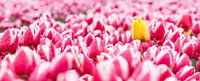 Gele tulp tussen roze tulpen panorama van Fotografie Egmond thumbnail