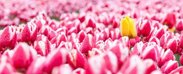 Gele tulp tussen roze tulpen panorama sur Fotografie Egmond