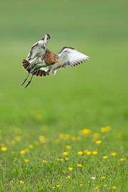 Schwarzschwanzschnepfe im Polder Arkemheen von Jeroen Stel