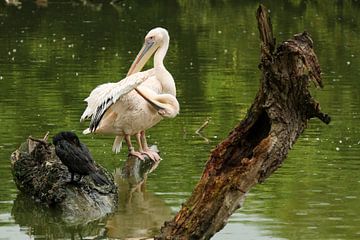 Natuur | vogel | roze pelikaan van Claudia van Kuijk