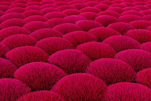 Paarse wierookstokjes in Vietnam beeldvullend