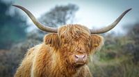 imposante Schotse hooglander van Dirk van Egmond thumbnail