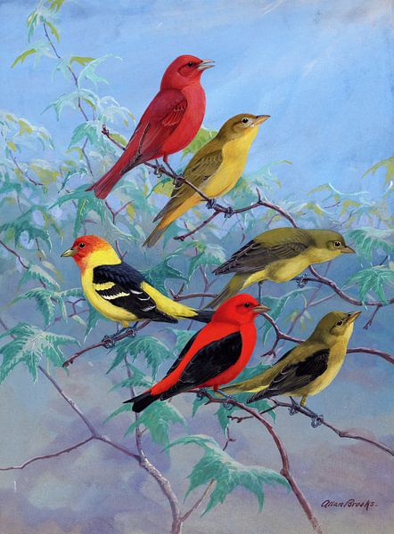 Allan Brooks,Summer Tanager, Western Tanager, Scarlet Tanager by finemasterpiece