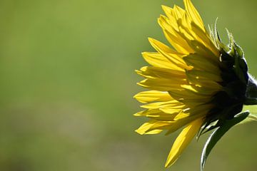 Een zonnebloembloem in de tuin van Claude Laprise