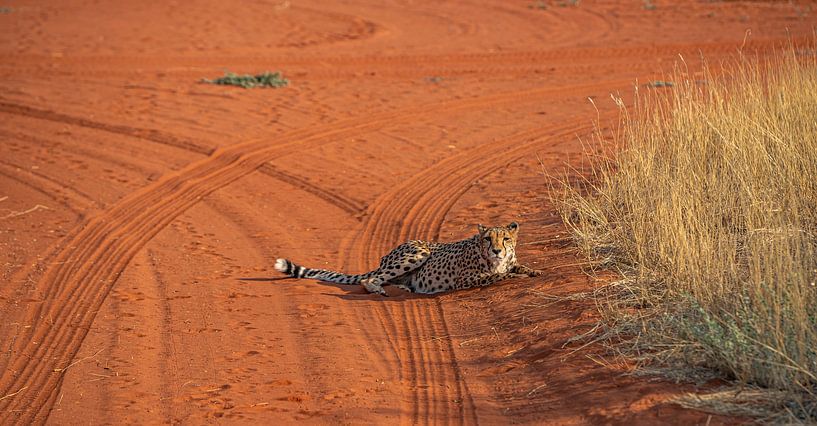 Cheetah in the Kalahari of Namibia, Africa by Patrick Groß