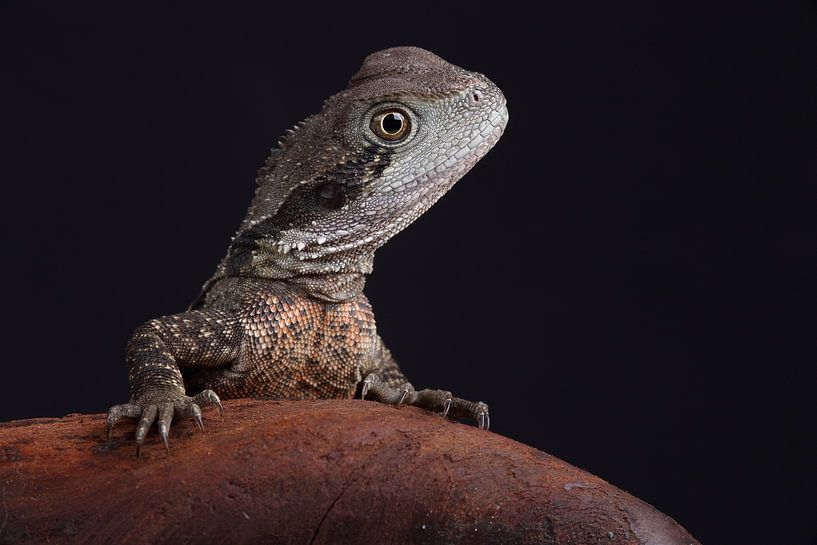 Australische Wasseragame (Intellagama lesueurii) von Ronald Pol