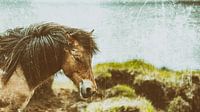 Rispað 4 van Islandpferde  | IJslandse paarden | Icelandic horses thumbnail