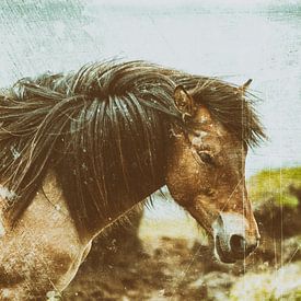 Rispað 4 von Islandpferde  | IJslandse paarden | Icelandic horses