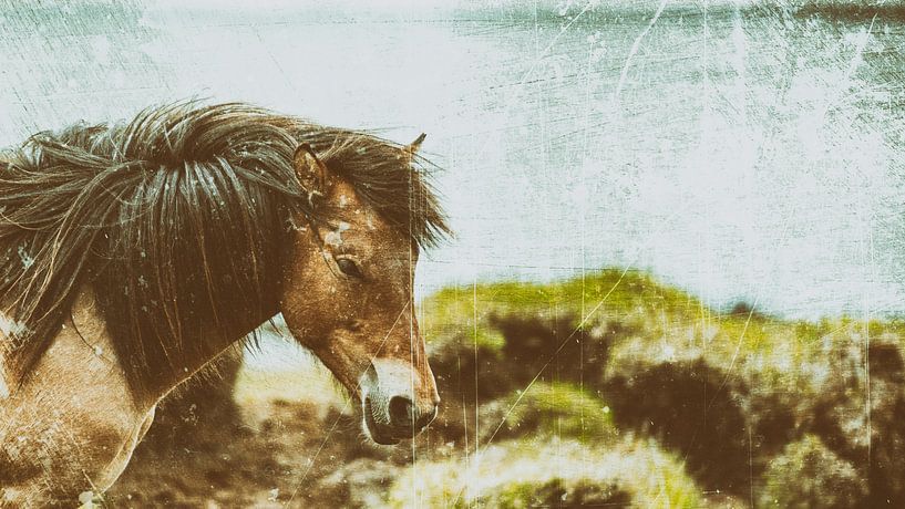 Rispað 4 sur Islandpferde  | IJslandse paarden | Icelandic horses