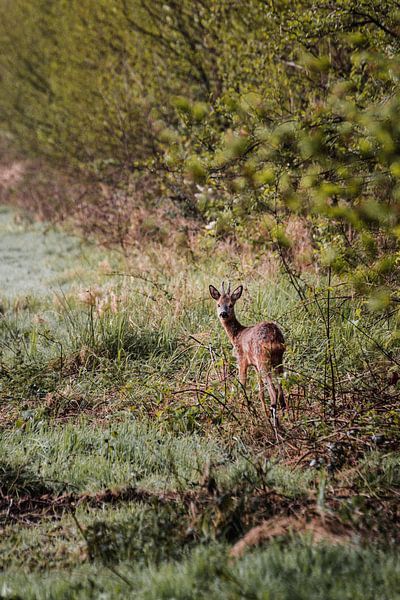 Small roebuck on the Weldam by Holly Klein Oonk