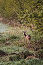 Small roebuck on the Weldam by Holly Klein Oonk thumbnail