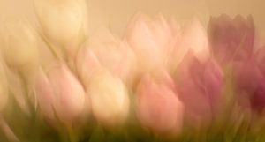 Malerischer Tulpenstrauß I