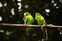 De belles perruches jaune-vert