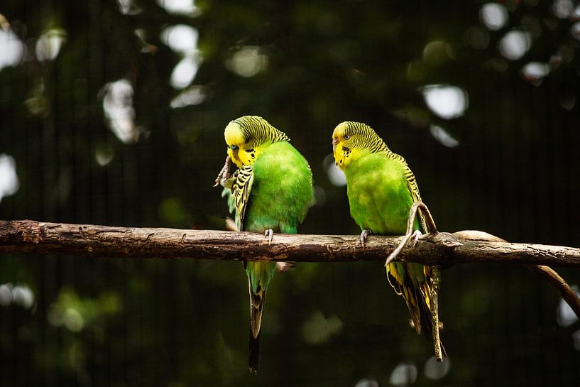 De belles perruches jaune-vert par Kim Reuvekamp