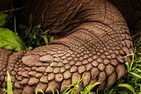 Detail of the Majesty