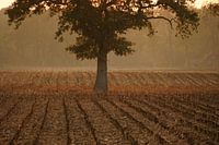 Mais van het land