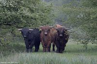 Natur, Kühe, Schottische Hochlandbewohner