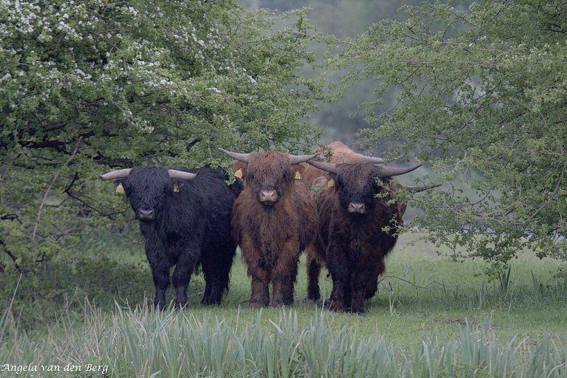 Natur, Kühe, Schottische Hochlandbewohner von Angela van den Berg
