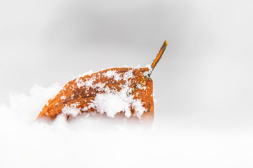 Buchenblatt im Schnee. von Albert Beukhof
