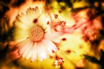 Daisies in the light by Nicc Koch