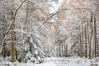 Lärchen- und Fichtenwald im Winter im Schnee