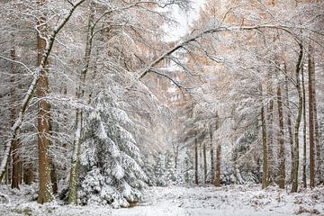 lariks, sparrenbos in sneeuw tijdens de winter van Olha Rohulya