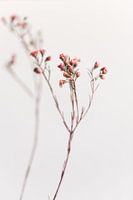 Droogbloemen Roze