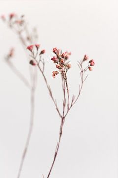 Droogbloemen Roze van Sandra Hogenes
