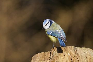 Blue tit on the lookout by Stobbe; natuurfotografie