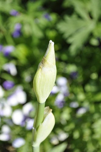 Flowers 7