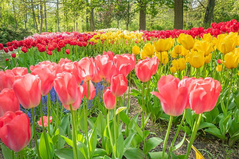 ? Bring Spring to your Garden with Beautiful Flower Bulbs from The Polder Garden! ? by Eriks Photoshop