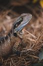 Encountering Nature: Wildlife on Bradleys Head Walking Track by Ken Tempelers thumbnail