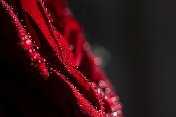 Droplets on a rose by Nynke Altenburg