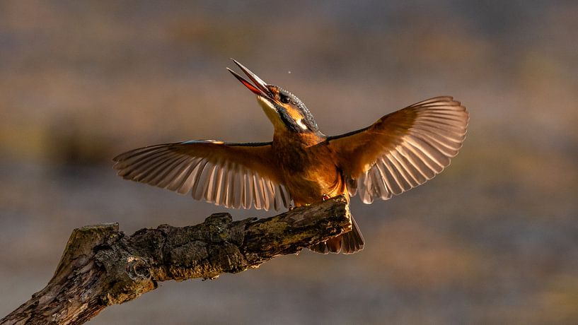 Spread your wings van Ard Jan Grimbergen