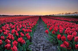 Tulips at sunset