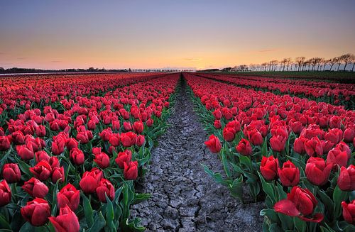Tulipes au coucher du soleil
