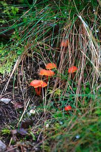 Herbstzeit