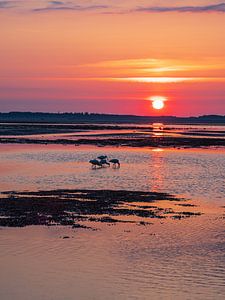 Sonnenaufgang im Wattenmeer auf der Insel Amrum