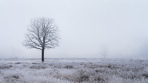 Ein kahler, einsamer Baum in einer eisigen, frostigen Winterlandschaft unter t