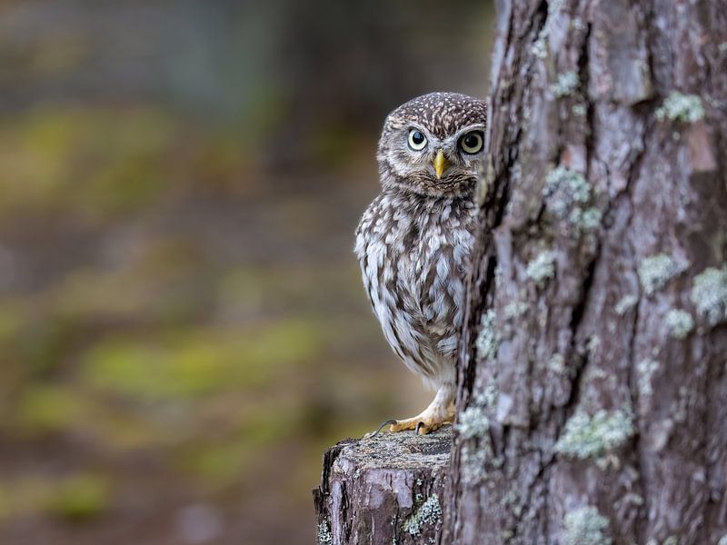 Little owl by Teresa Bauer