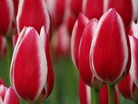 Hollands Glorie
