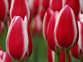 Hollands Glorie von Ronald Wakker