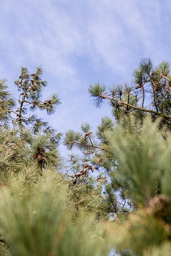 Bringing the outside in