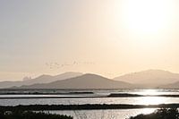Ibiza | Flamingo flight | Salines | Sunset