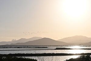 Ibiza | Vol de flamants roses | Salines | Coucher de soleil