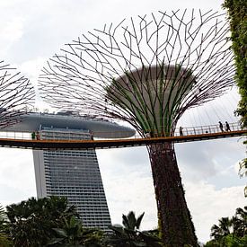 Marina Bay Area, Garden by the Bay, Singapore van Roy Manuhutu